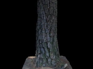 Baum 3D Modell