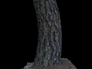 tree 3D Model