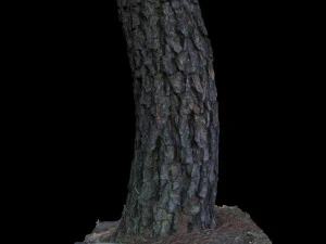 tree 3D Model