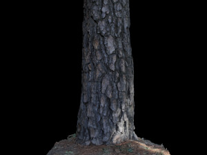 tree 3D Model