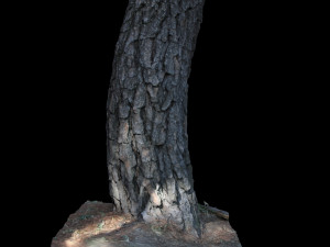tree 3D Model