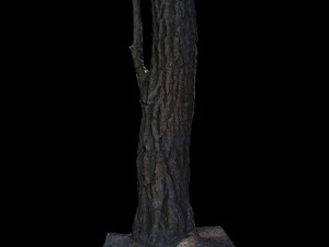 tree 3D Model
