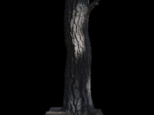 tree Model 3D