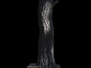 tree 3D Model