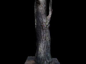 tree Model 3D