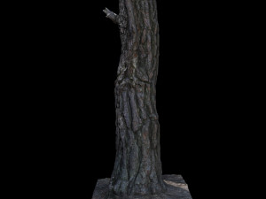 tree Model 3D