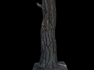 tree 3D Model