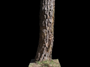 tree 3D-Modell