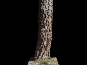 Baum 3D Modell