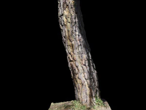 tree 3D Model