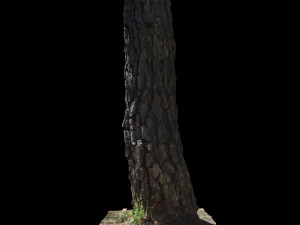 tree 3D Модель