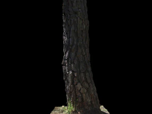 tree 3D Model