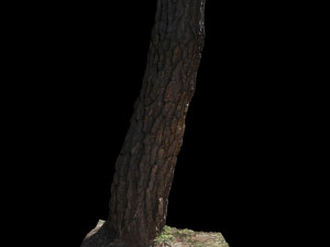 tree 3D Модель