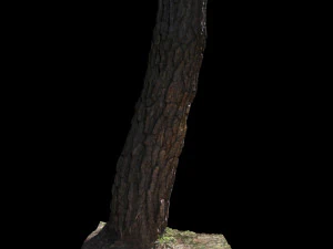 tree 3D Model