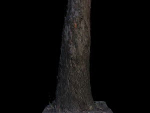 tree 3D मॉडल