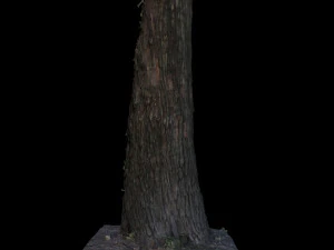 tree 3D Model