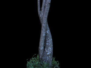 tree Modelo 3D