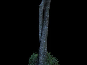 tree 3D Model