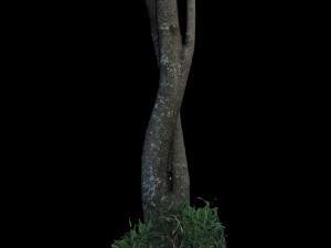 tree 3D 模型