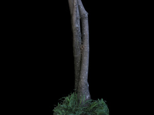 tree 3D 模型