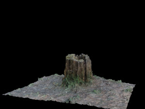 trunk 3D Model