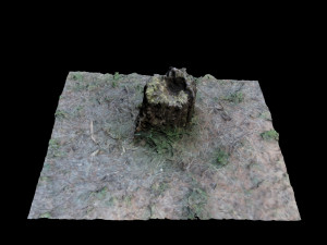 trunk 3Dモデル