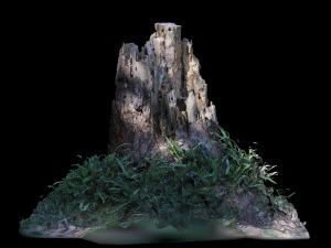trunk 3D Model