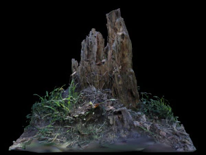 trunk 3D Model
