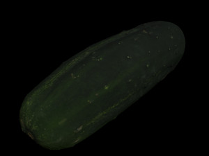 cucumber 3D Model