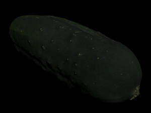 cucumber 3D Model