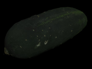 cucumber 3D Model