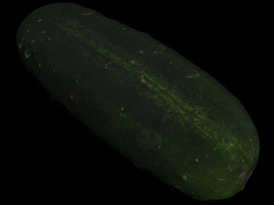 cucumber 3D Model