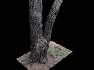 tree 3D Model
