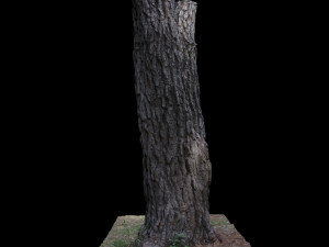tree Modelo 3D