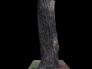 tree 3D Model