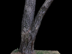 tree 3D Model