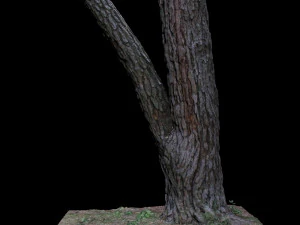 tree 3D Model