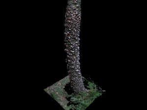 дерево 3D Модель