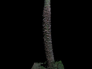 tree 3D Model
