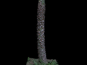 tree 3D Model