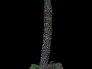 tree 3D Model
