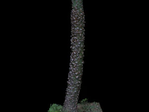 tree 3D Model