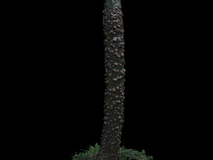 tree 3D Model