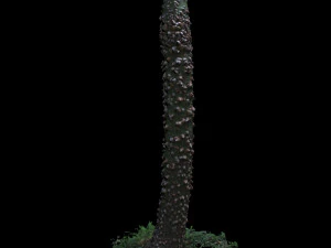 tree 3D Model