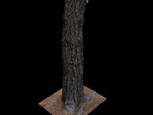 tree 3D-Modell