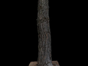 tree 3D 模型
