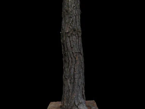tree 3D Model