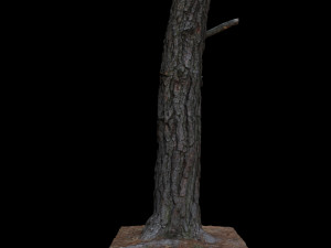 tree 3D 模型