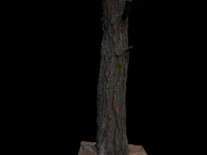 tree 3D Model