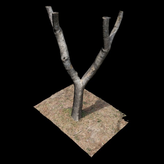 tree 3D Model .c4d .max .obj .3ds .fbx .stl .blend 
